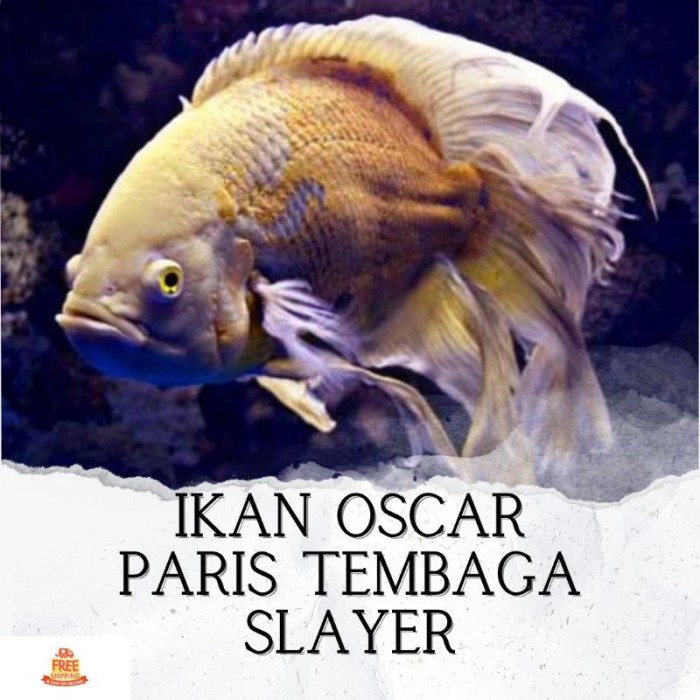 Ikan Hias Predator Oscar Paris Tembaga Slayer Hiasan Akuarium
