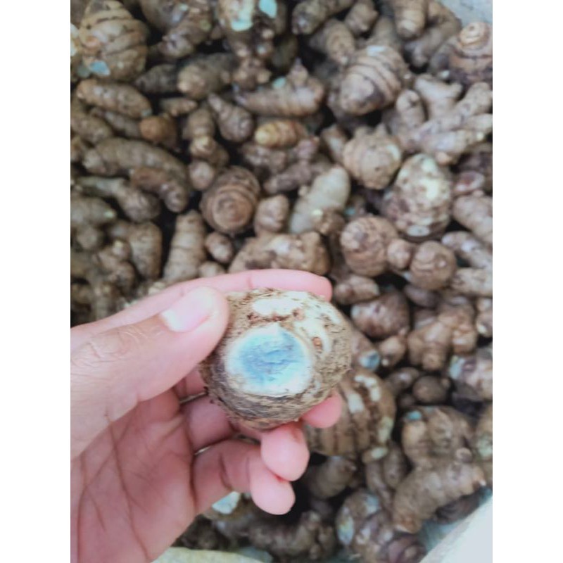Promo kunyit hitam - temu ireng - temu hitam segar 1kg