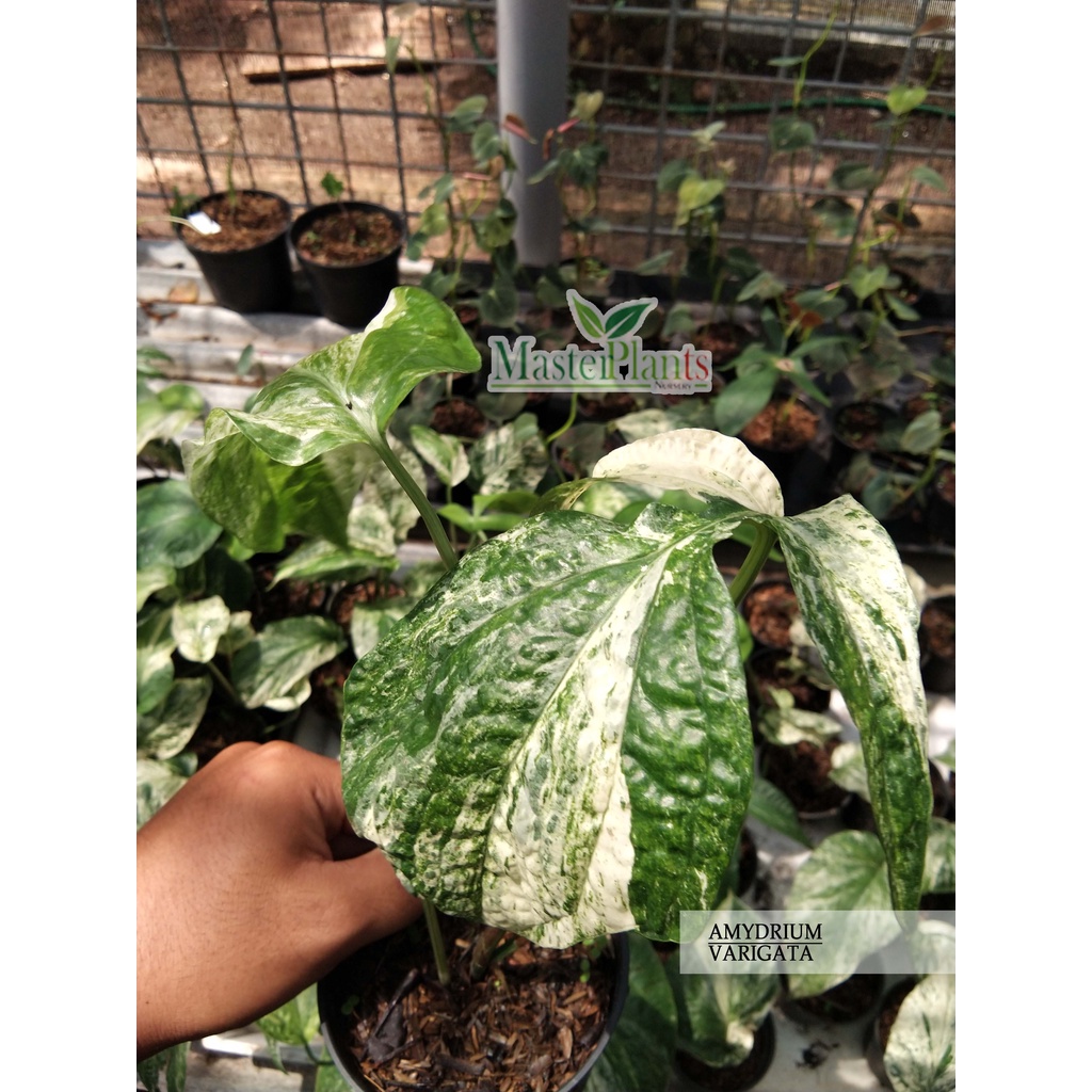 TERMURAH Amydrium Zippelianum Variegata / Amydrium Varigata