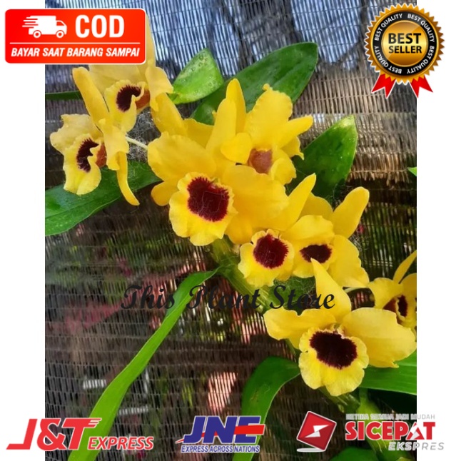 ( SPIKE / KNOP ) Anggrek Dendrobium Nobile Kuning Jumbo