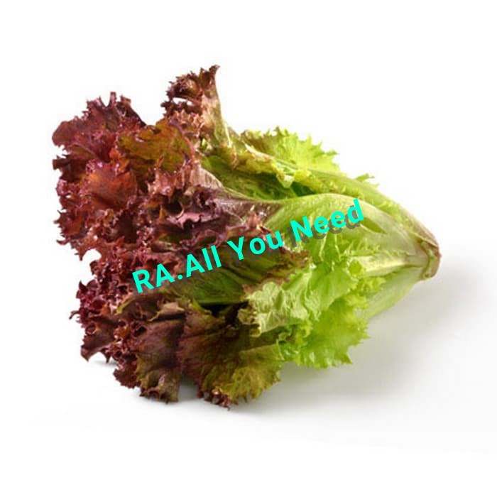 

Selada Merah 200 Gram