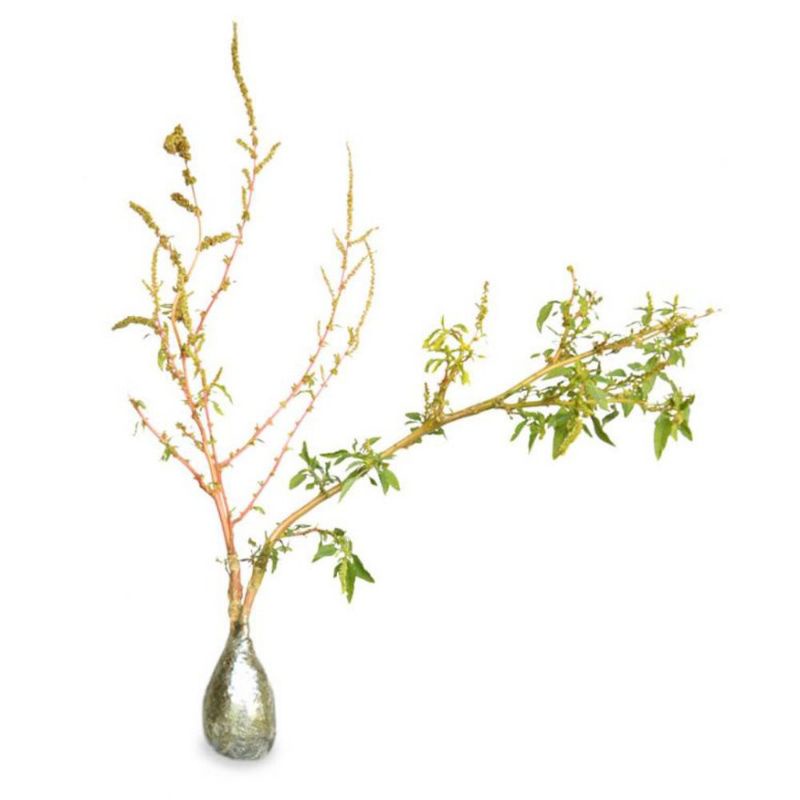 tanaman obat bayam duri