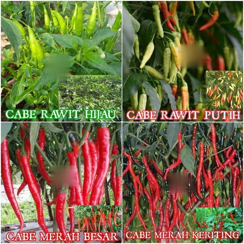 Benih Cabe Rawit konsumsi Benih cabe merah besar keriting rawit hijau-F1 REPACK