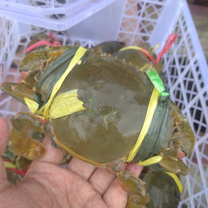 

Kepiting Telor Super Hidup Segar isi 2-4ekor 1kg