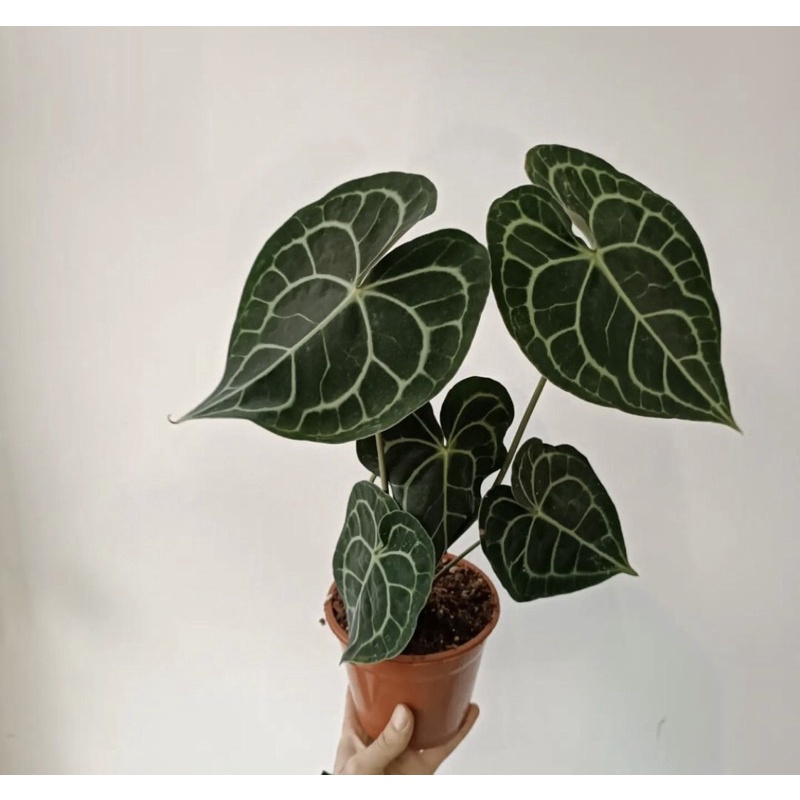 AT Anthurium clarinervium Dark Form