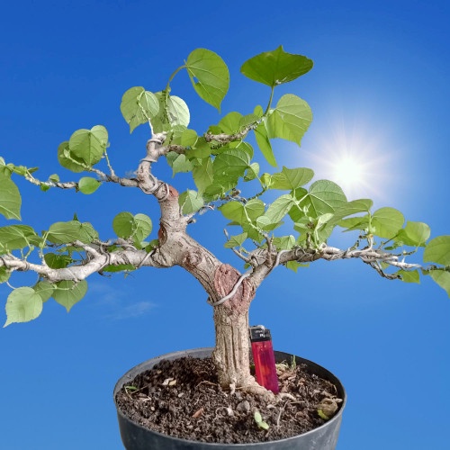 Bahan Bonsai Waru India Program Informal