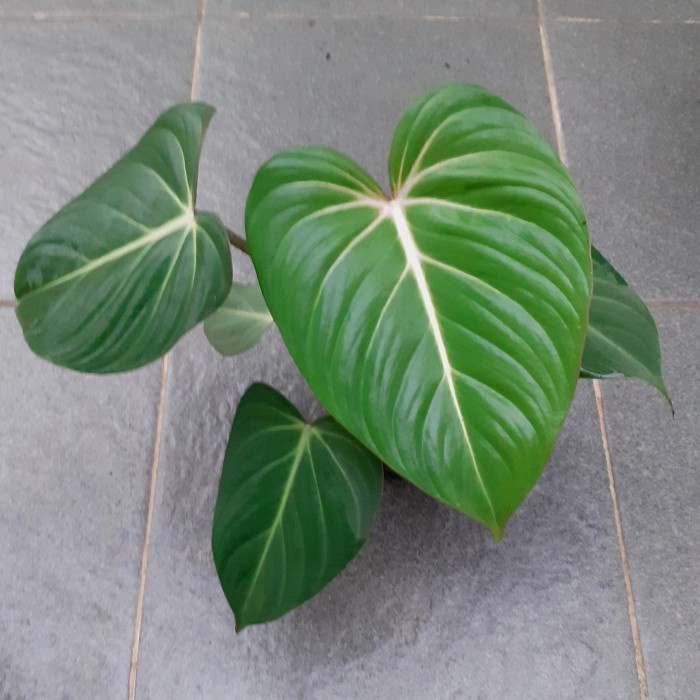 

tanaman hias anakan philo gloriosum