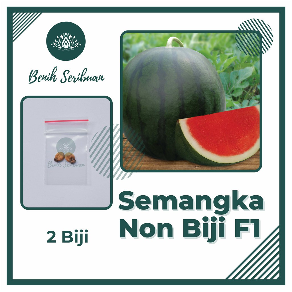 SEMANGKA NON BIJI MERAH