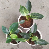 Philodendron Birkin / Philo Birkin - Bakul kembang