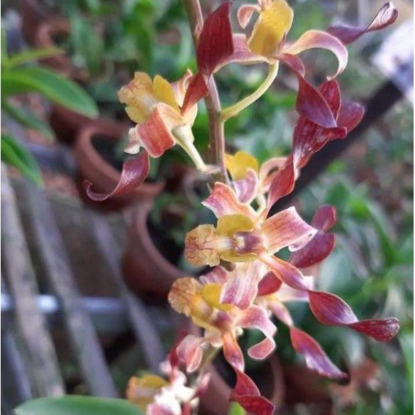 TERLARIS???? biibit Anggrek Dendrobium Keriting Rambo Dewasa