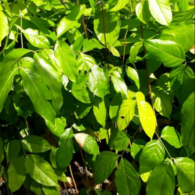 Bibit Tanaman Buah Jengkol Okulasi Cepat Berbuah