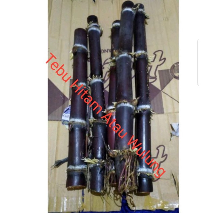 Bibit Tebu Wulung Atau Stek Tebu Hitam Segar Obat Herbal 30-40 Cm