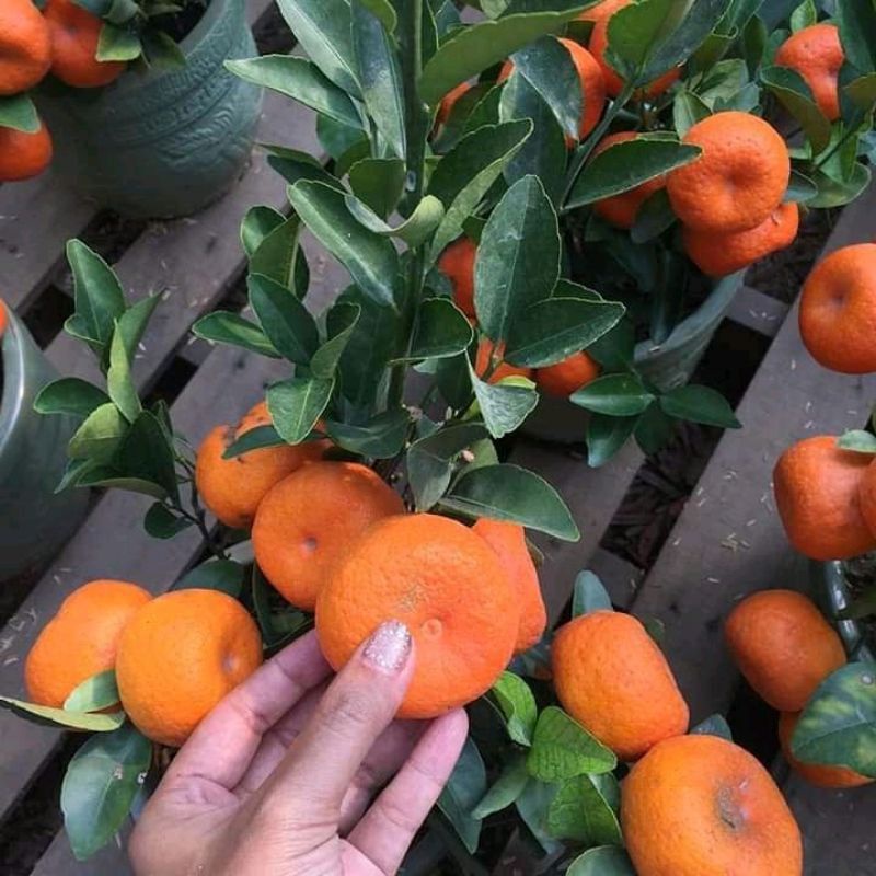 Bibit jeruk santang madu original  Buah Manis | Daging  Sangat Tebal | Okulasi | Berbuah Di Dalam Po