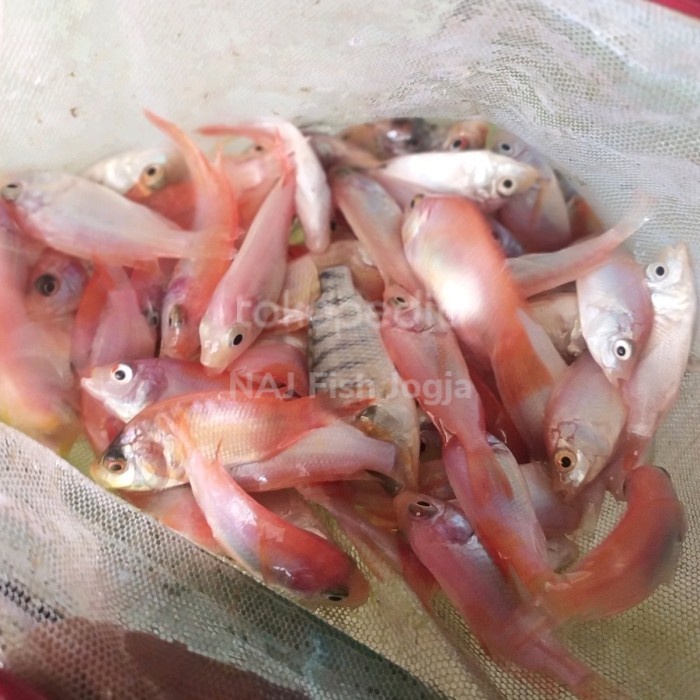 Bibit Ikan Nila 100ekor Piaraan Hiasan Kolam Pakan Predator Gojek Only