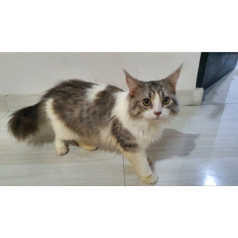 Kucing maine coon mix Scottish