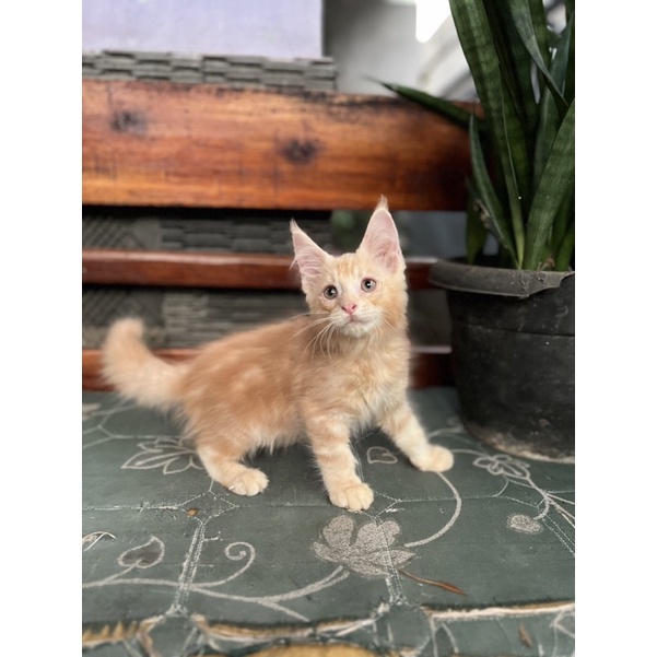 kucing mainecoon non ped parent ped