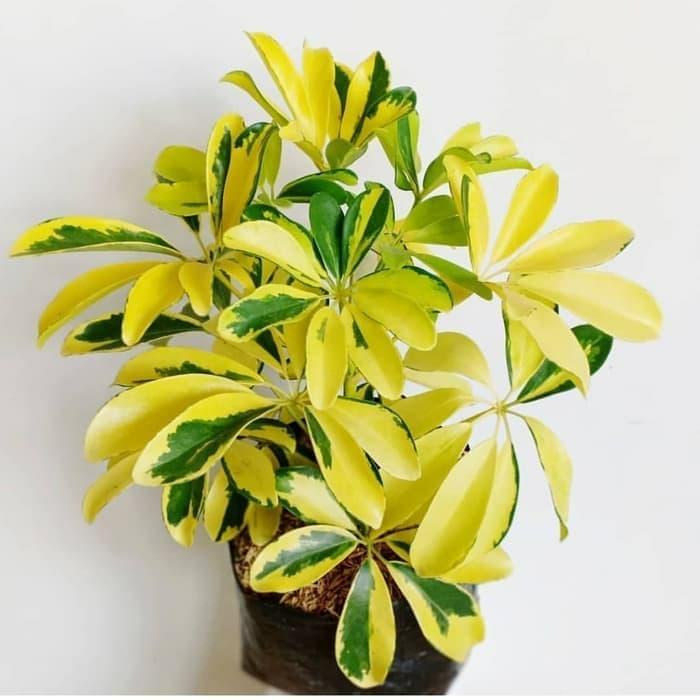 Tanaman hias wali songo golden / pohon wali songo kuning / wali songo murah