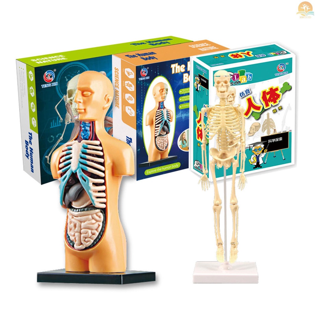 In Stock Organ Model Tubuh Manusia Kit Alat Belajar Rakitan Sederhana Model Anatomi Display Batang Hadiah Edukasi Perlengkapan Mengajar