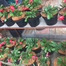 Tanaman Hias Wijaya Kusuma Kepiting Bunga Merah / tanaman bunga wijaya kusuma / wijaya kusuma