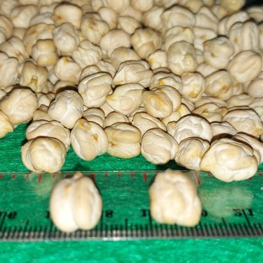 

✨Ready Stok✨ - 1kg Natural Raw Chickpea . Kacang Arab Mentah