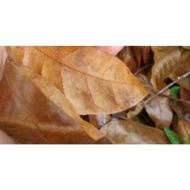 

Daun Mahoni Kering 300 Gram Organik Herbal Alami