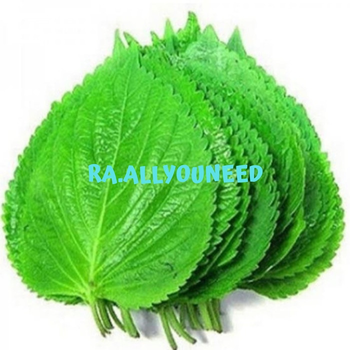 

Perila Leaf Fresh /Daun Wijen Muda Untuk Bungkusan BBQ 100gr