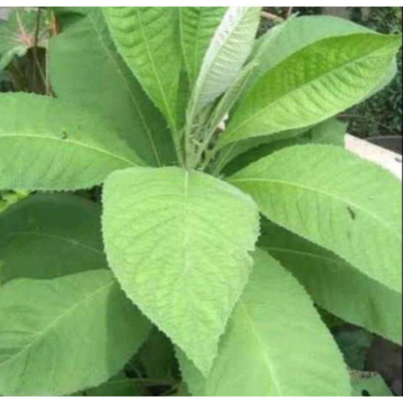 

New Promo Daun sembung segar- Daun sembung fress 100gram COD