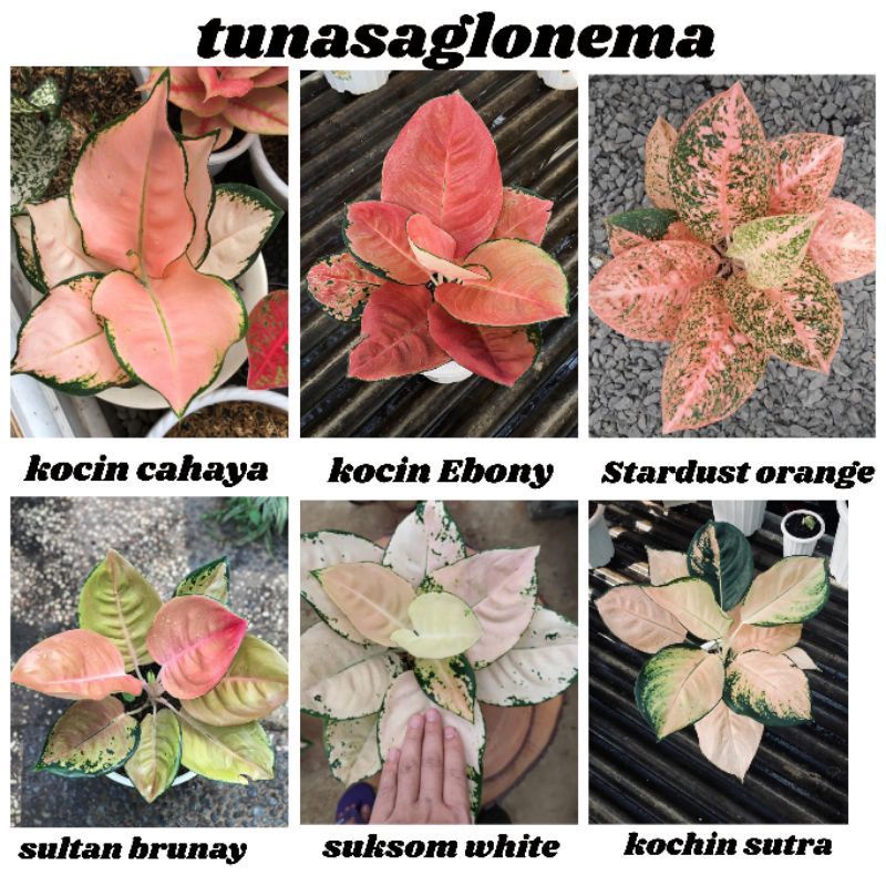 Paket 6 Bibit bonggol Aglonema /Kocin Cahaya/Kocin Ebony/StardustOrange/SultanBrunay/SuperWhite/Koch