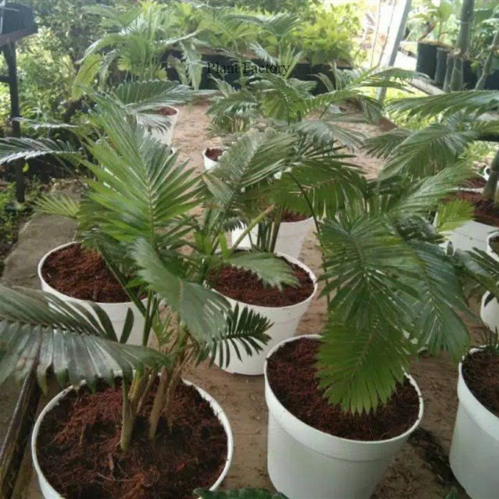 Bibit Tanaman Hias Palem Rotan - Palem Paris Mini Berdaun Unik