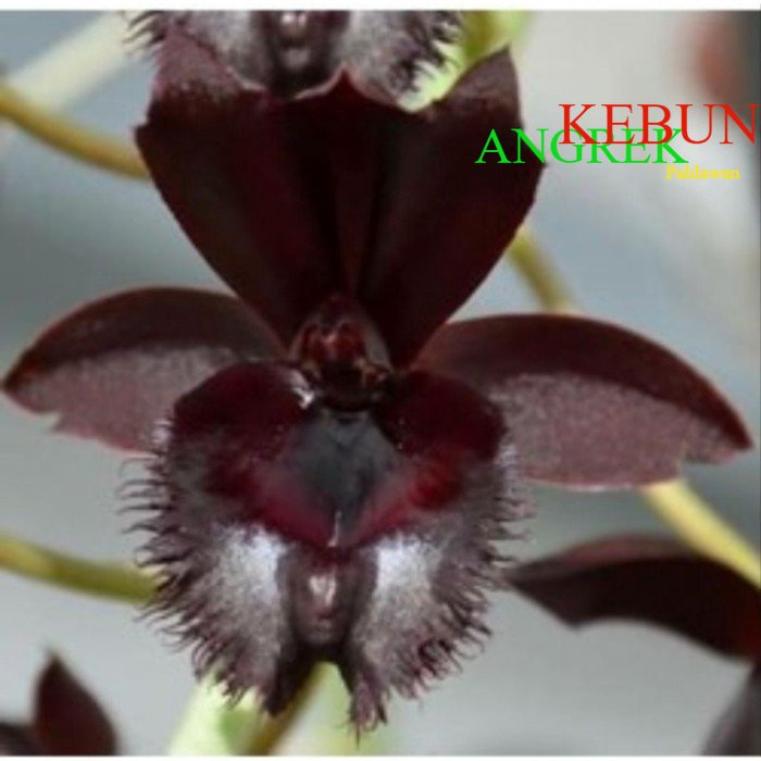 ANGGREK CATASETUM CLOWESETUM FDK BLACK JADE - Kecil