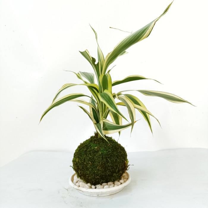 Mossball - Bambu Hoki Jepang Varigata Sri Rejeki
