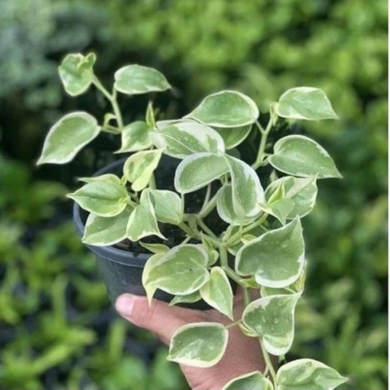 ( BISA COD ) Tanaman Hias Gantung Peperomia Scandens Varigata / Bunga Peperomia Scanden Moonlight