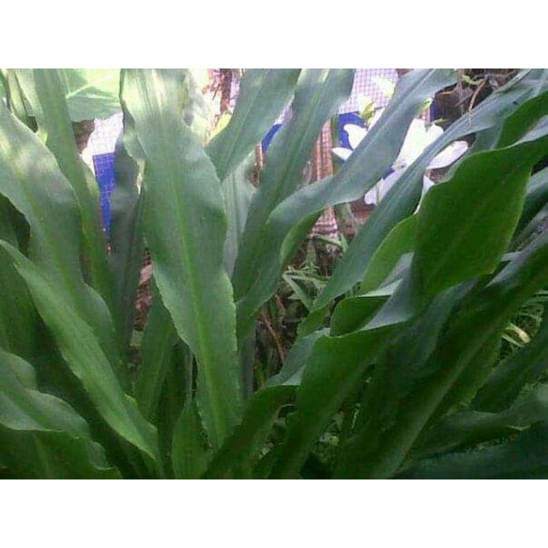

Promo Daun bakung herbal banyak manfaat banyak khasiat kesehatan obat herbal