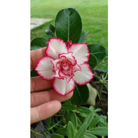 Tanaman hias adenium bunga putih-bibit bunga adenium tumpuk-kembang adenium-bunga adenium-tanaman hi