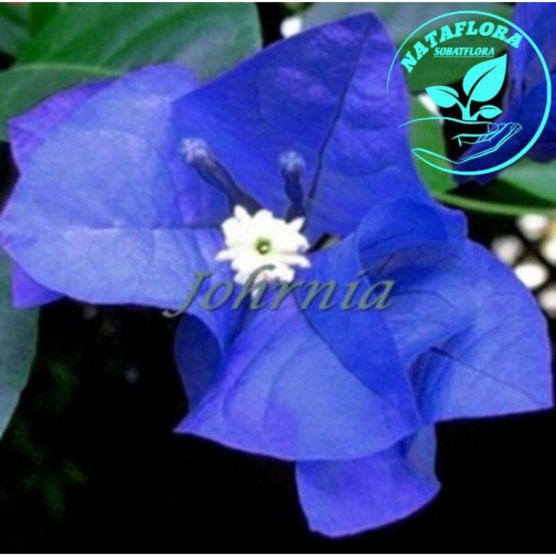 TERLARIS 9.9TANAMAN HIAS BUGENVIL BUNGA KERTAS//BIRU MERCY // WARNA RANDOM
