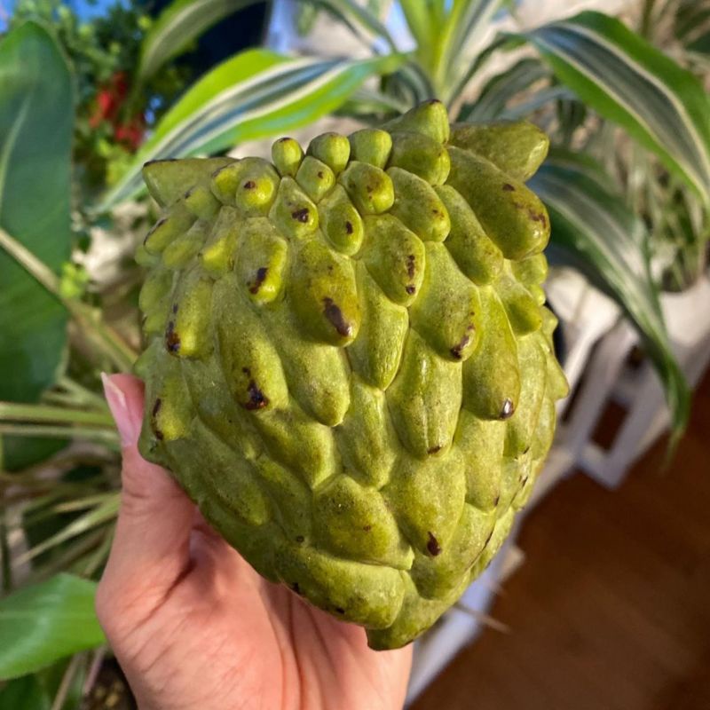 Bibit Tanaman Buah Srikaya Jumbo Okulasi Cepat Berbuah okulasi cepat berbuah - Ance Flora