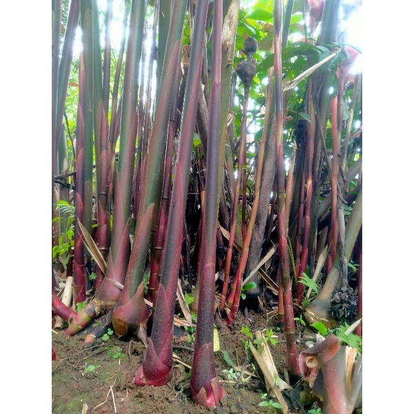 Bibit Kecombrang Merah