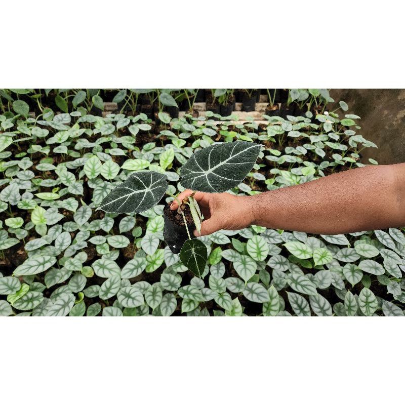 PROMO BIBIT TANAMAN HIAS ALOCASIA BLACK VELVET ,/ALOCASIA BIBIT BONGGOL BERTUNAS