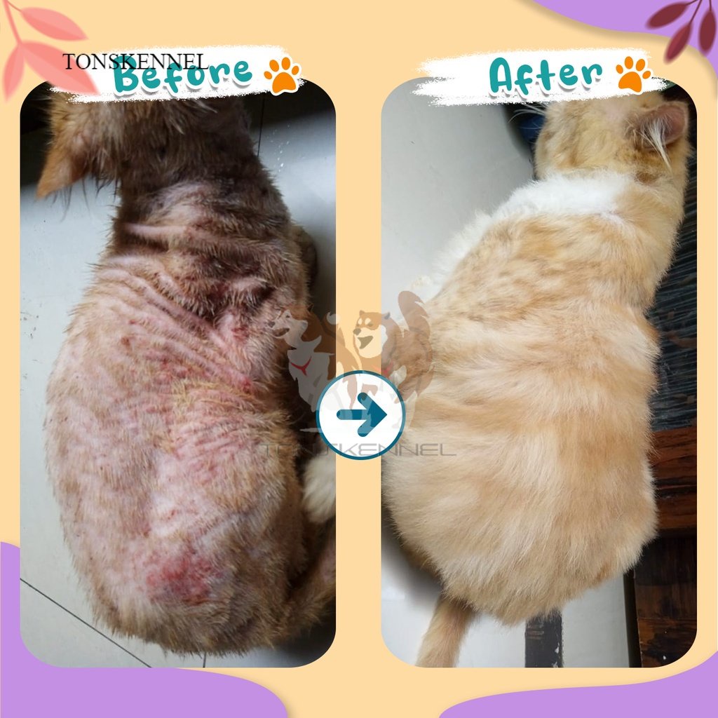 Olive Care Vitamin Kucing MASALAH KULIT DEWASA untuk Bulu Rontok, Jamur, Kutu, Scabies, Ringworm, Ruam dan Radang Kulit