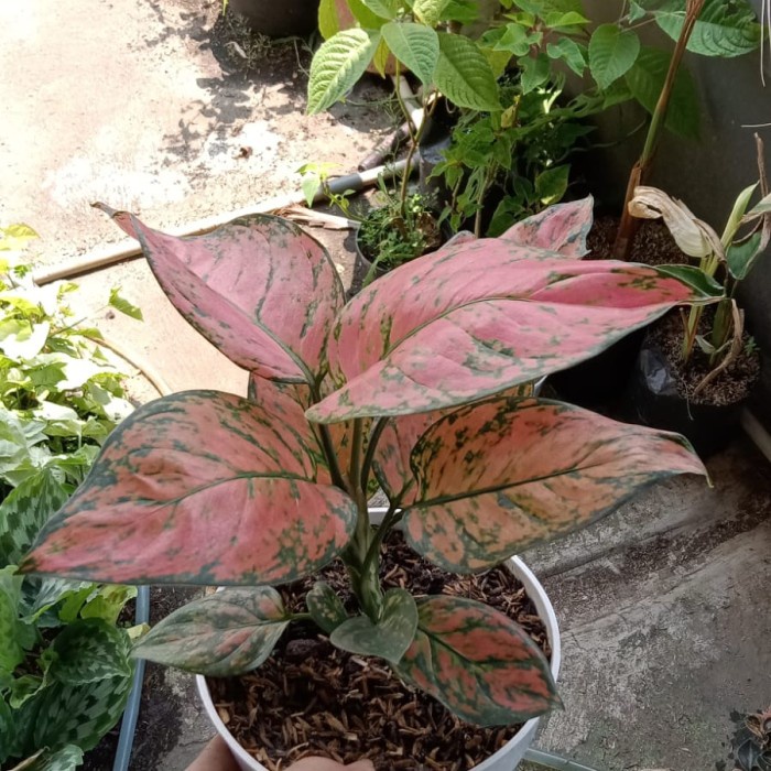 aglonema ladi valentine, tanaman hias aglonema pink valentine menor, bagus