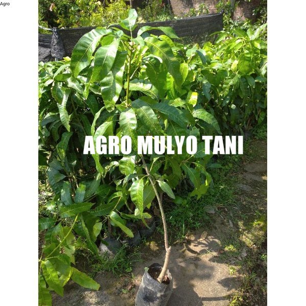 bibit mangga mahatir tinggi 1 meter batang besar