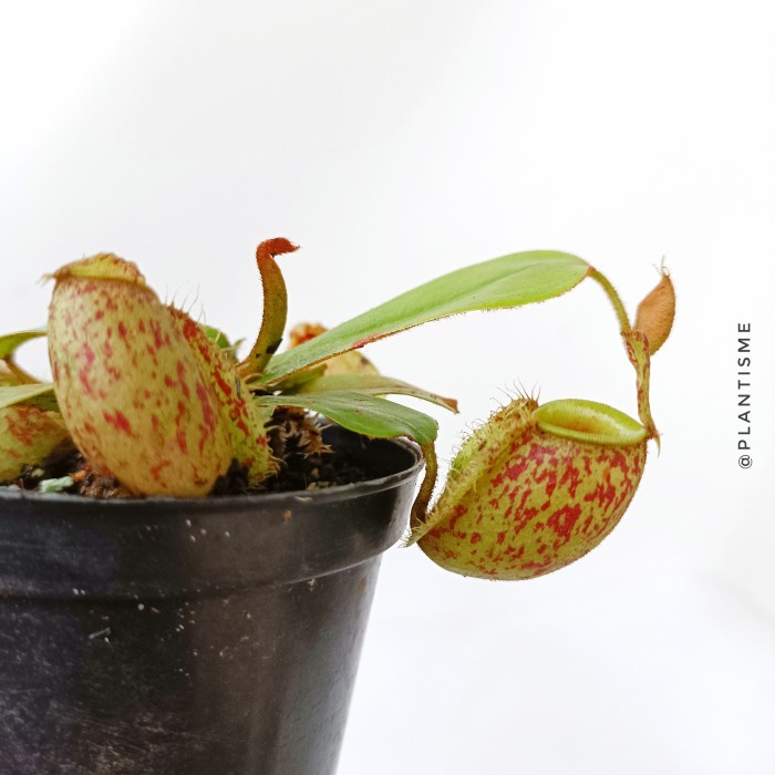 Nepenthes Ampullaria Tanaman Karnivora Carnivores Plants