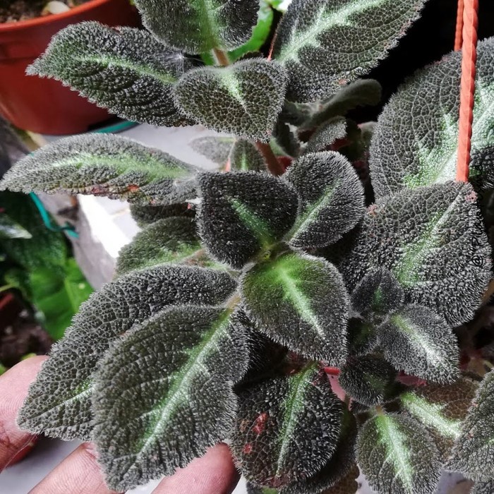 Episcia Blue Nile Tanaman Hias Bunga Gantung Menjuntai Indoor Outdoor - w/ Pot