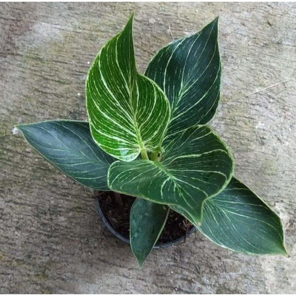 Philodendron Birkin / Philo Birkin - Bakul kembang