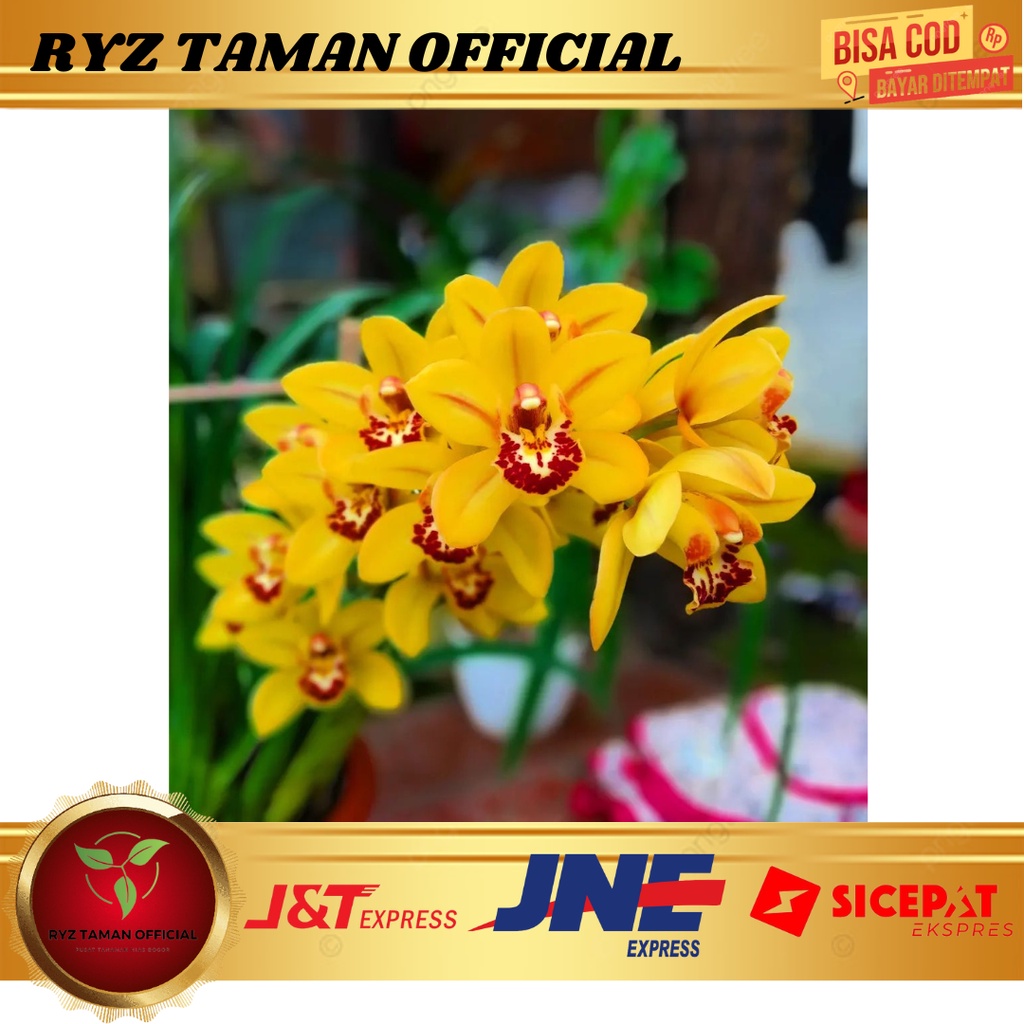 PROMO ANGGREK TANAH  Cymbidium Aussie / ANGGREK TANAH AUSSIE