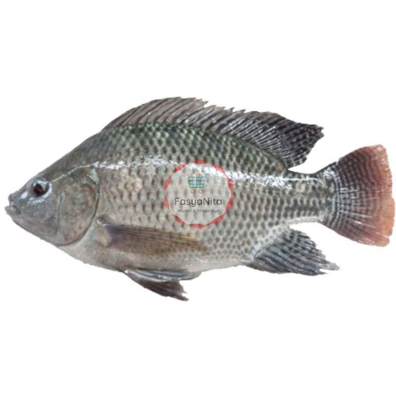 

Ikan Mujair Segar @1Kg - Qualitas Super