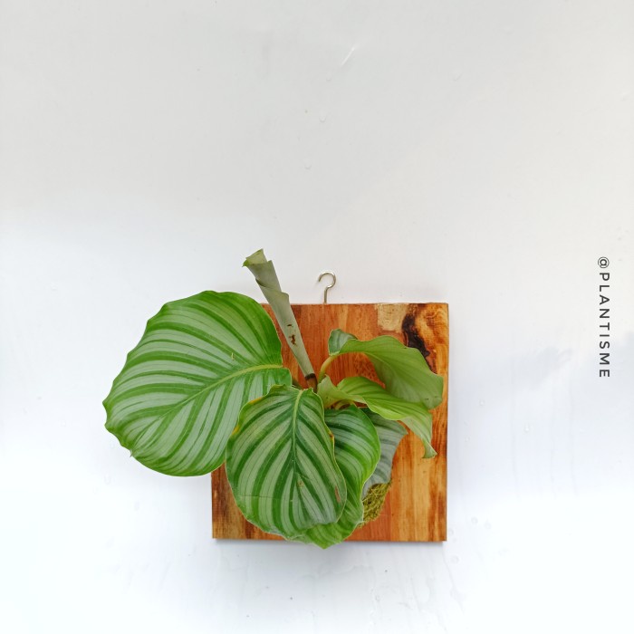 Wall of fame - Calathea Orbifolia