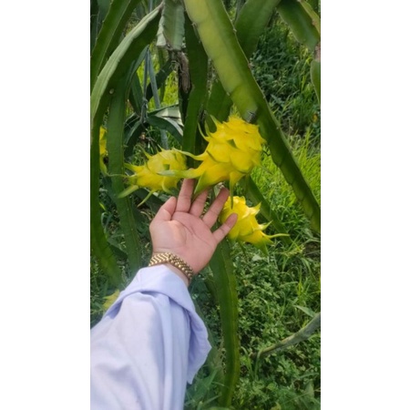 bibit buah naga kuning besar tanpa duri ( grafting) okulasi cepat berbuah ance flora