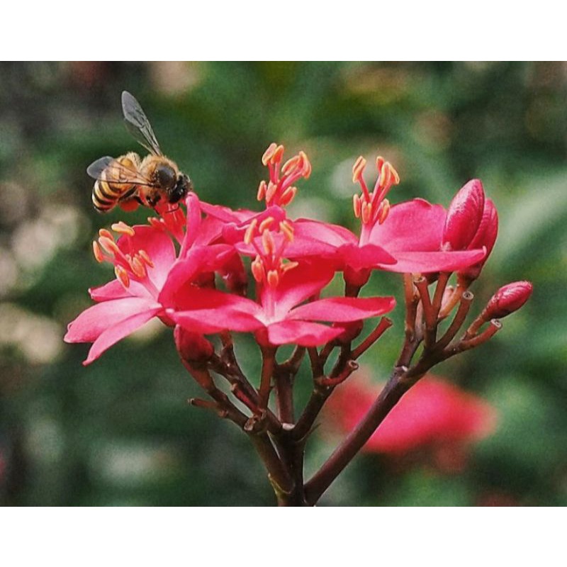 bibit bunga Batavia merah|vegetasi lebah klanceng