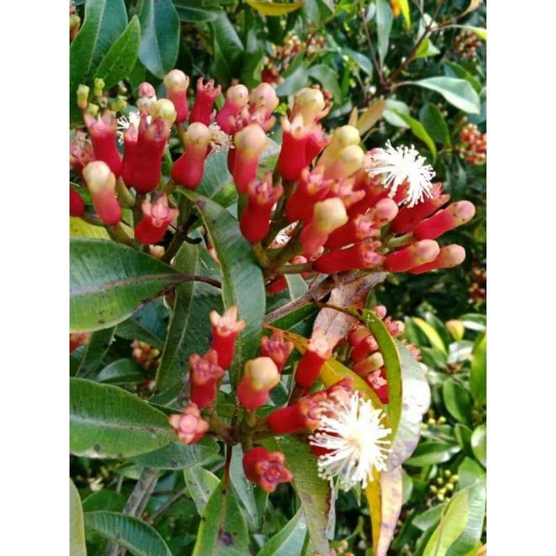 

Original Cengkeh Kering / Clove C
